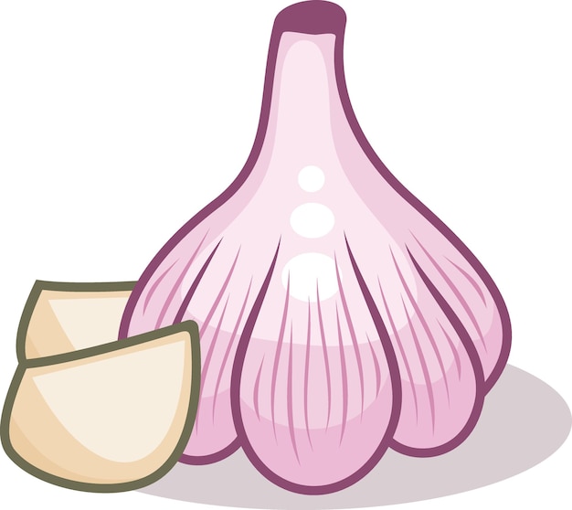 Vector vector image of garlic food illustration