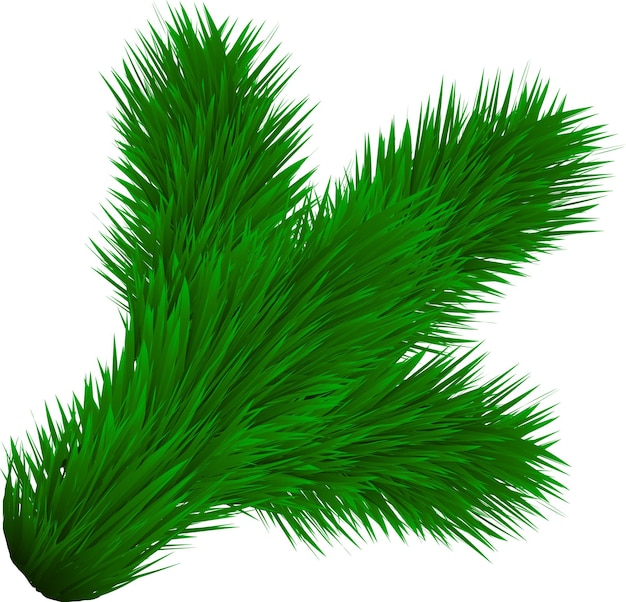 Vector vector image of a green pine branch