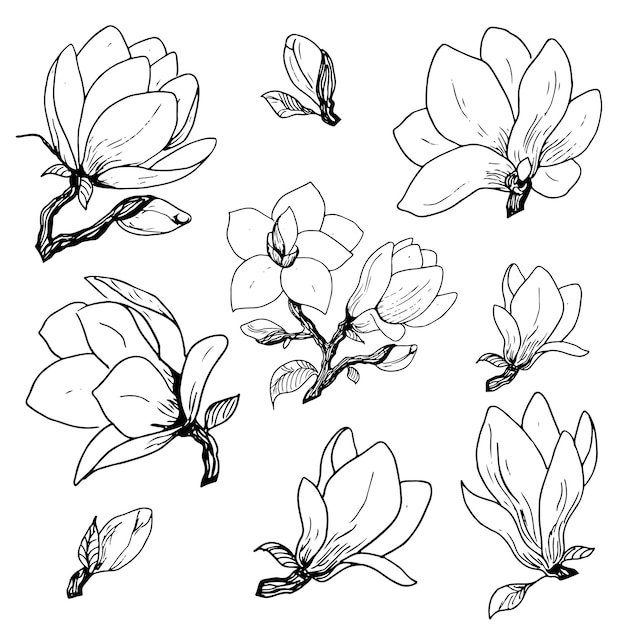 Vettore immagine vettoriale di fiori di magnolia illustrazione floreale botanica set disegnato