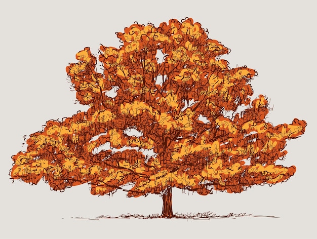 Vector vector image of oak tree in autumn