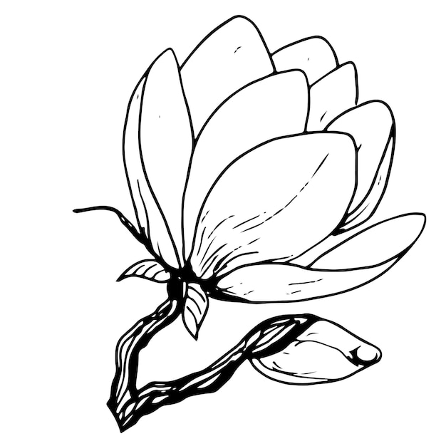 マグノリアの花のベクトル画像 植物の花のイラスト 描かれたセット
