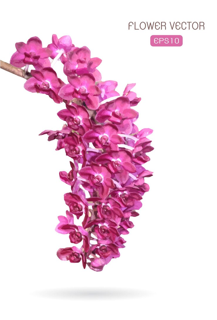 Vector vector image of orchid flower on white background