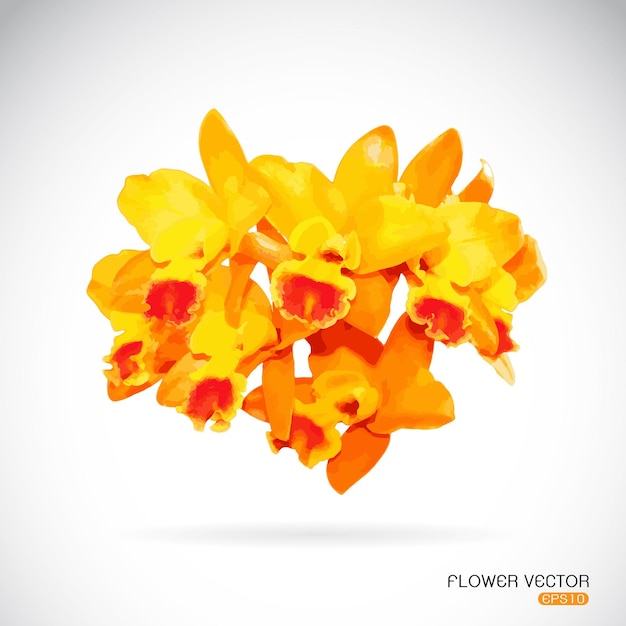 Vector image of orchid flower on white background