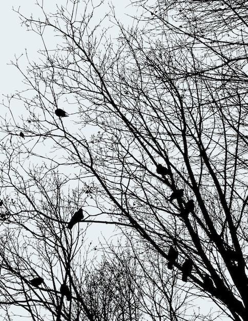 Immagine vettoriale di piccioni sui rami degli alberi