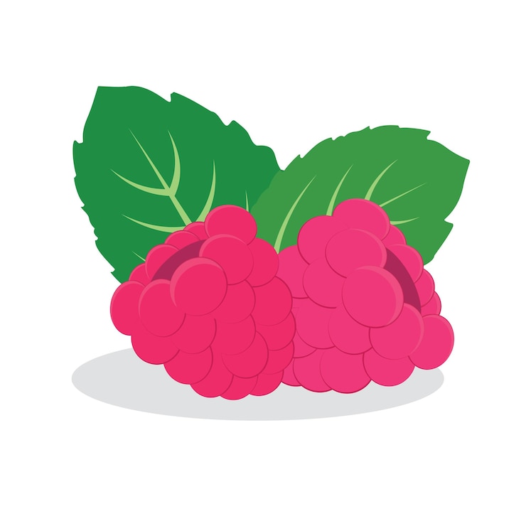 Vector vector image of raspberries with leaves isolated on white background