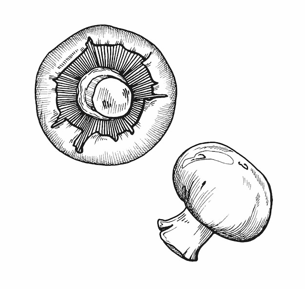 векторное изображение набора съедобных грибов, черно-белая линейная графика шампиньонов, кухонное меню