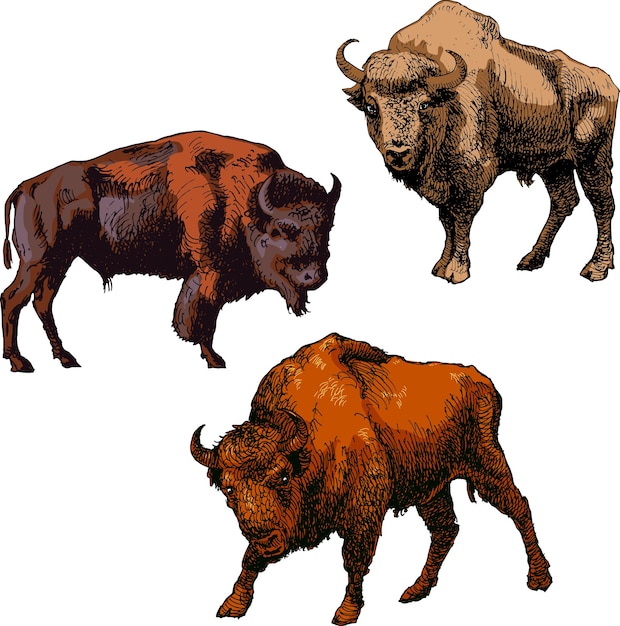 vector image of a set of wild bull buffaloes in sketching art styles