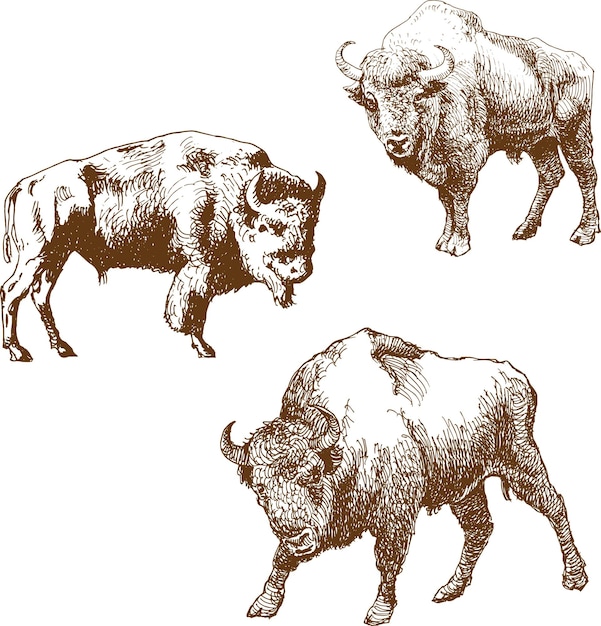 アート スタイルのスケッチで野生の雄牛水牛のセットのベクトル画像