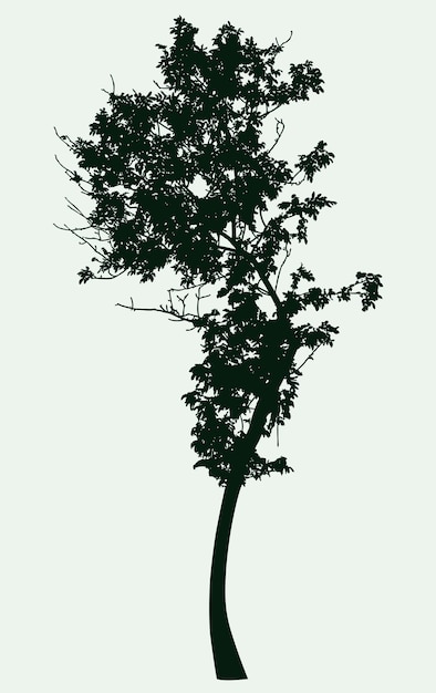 Vector image of silhouette of curved deciduous tree in summer