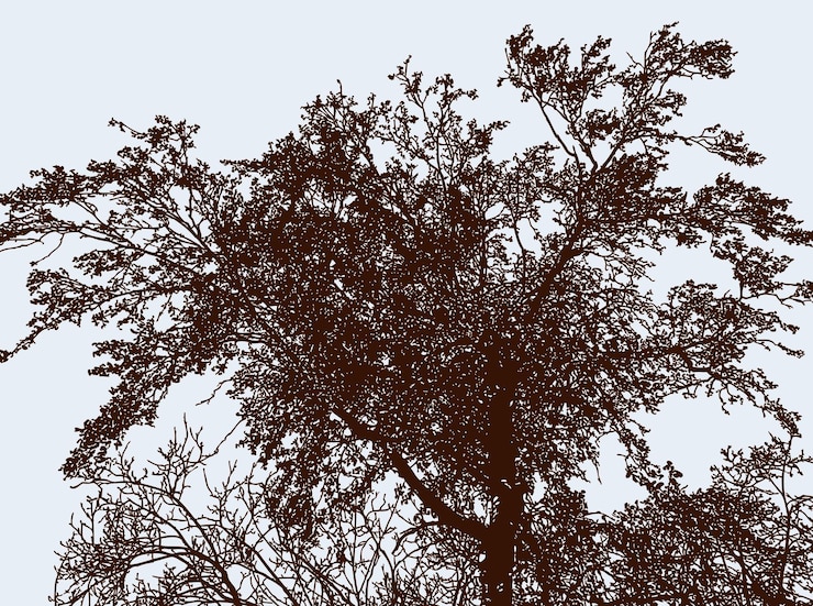 Vector vector image of silhouette deciduous tree in autumn garden