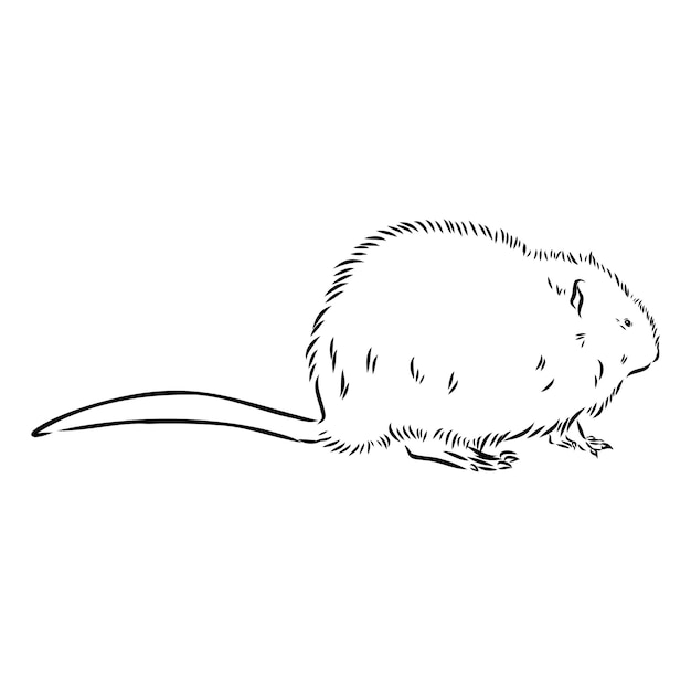 Vector vector image of silhouette of muskrat on a white background muskrat vector sketch