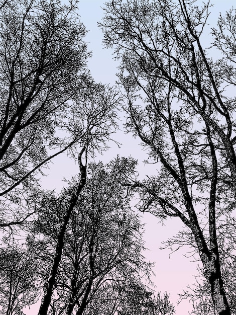 Immagine vettoriale di sagome di alberi spogli decidui nella foresta di mattina d'inverno