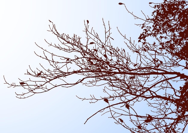vector image of silhouettes oak tree branches against blue sky in autumn season