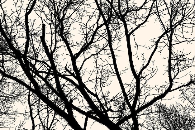 Vector image of silhouettes tree branches in winter forest