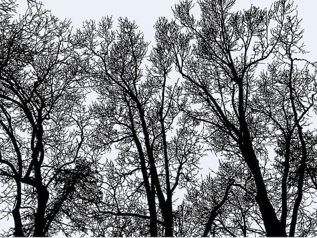 Vector image of silhouettes trees in winter forest