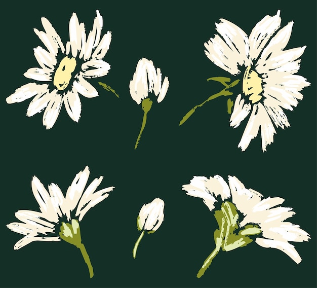 Vector image of sketches white chamomiles heads