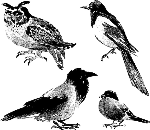 Vector images of different wild birds