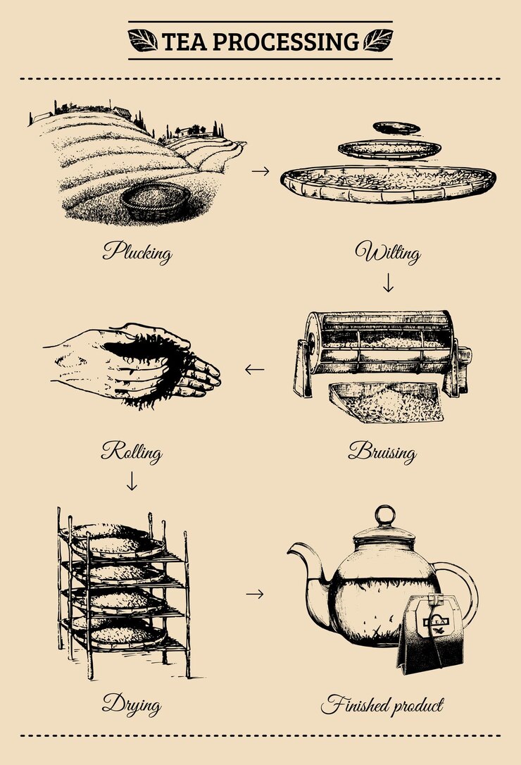 वेक्टर vector infographics with illustrations of tea processing hand sketched scheme of authentic tea production