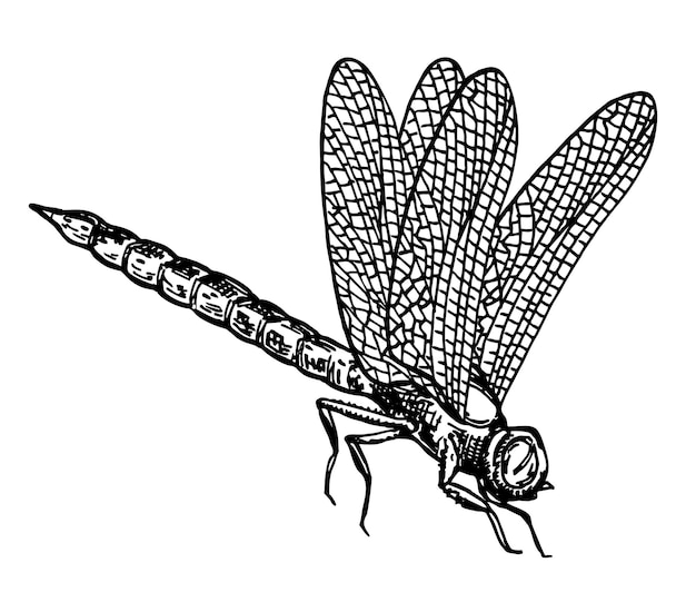 Вектор Векторный рисунок тушью стрекозы, нарисованный вручную, гравировка иллюстрации черно-белый эскиз