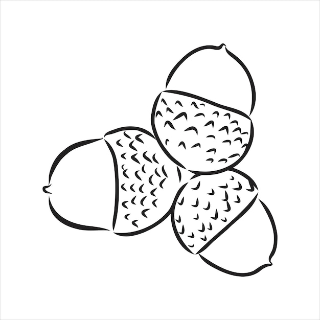 Векторный рисунок чернил эскиз осенних желудей и листьев. подробная иллюстрация в винтажном стиле