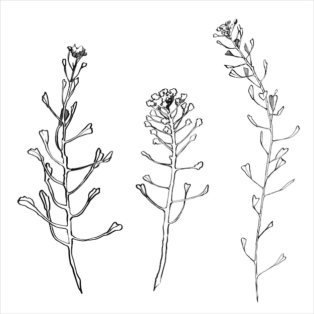 Vector ink sketch of shepherds purse  capsella bursa pastoris plant