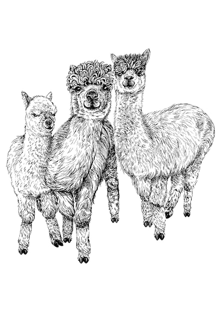Vector inkt zwart-wit afbeelding van 3 alpaca's