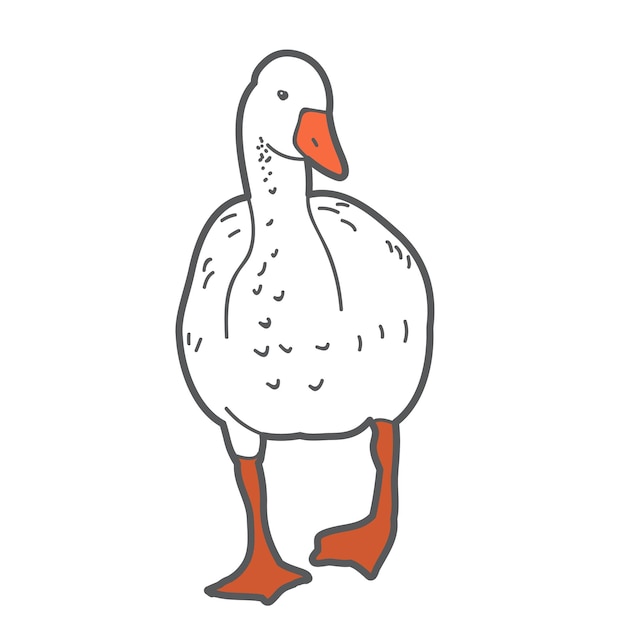 Vector isolated duck on white background