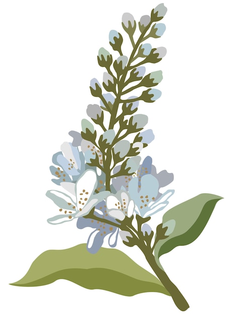 Vector vector isolated floral illustration of bird cherry.