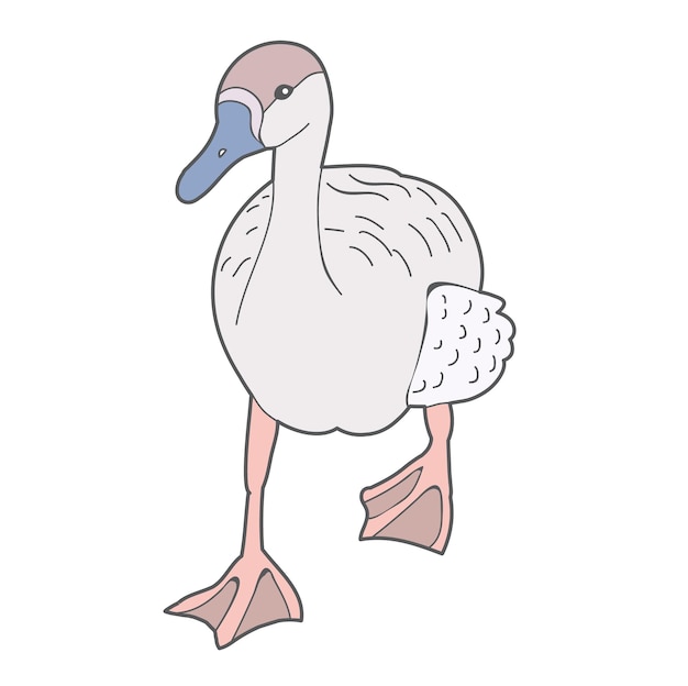 Vector isolated goose duck