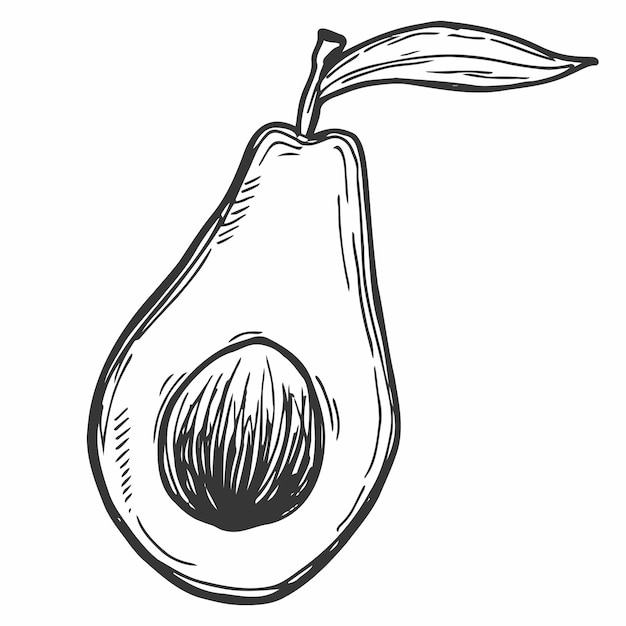 Векторная изолированная половина авокадо с черными семенами бесцветный черно-белый простой рисунок