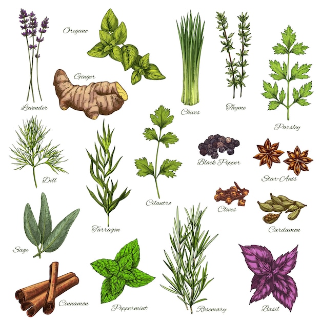 Vector vector isolated icons of natural spices and herbs