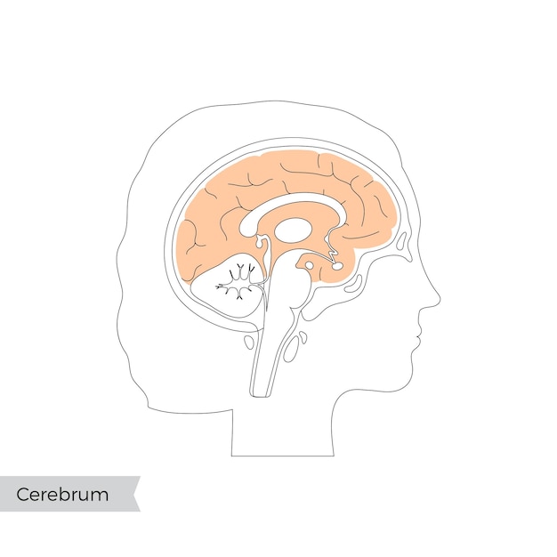 Illustrazione vettoriale isolata del cervello