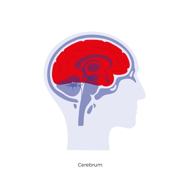 Векторная изолированная иллюстрация головного мозга