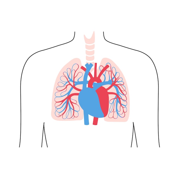 Vettore illustrazione vettoriale isolata del sistema circolatorio arterioso e venoso umano nell'anatomia polmonare