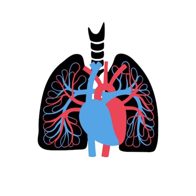 Vector vector isolated illustration of human arterial and venous circulatory system in lung anatomy