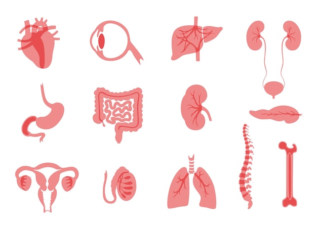 Векторная иллюстрация изолированных органов человека для трансплантации.