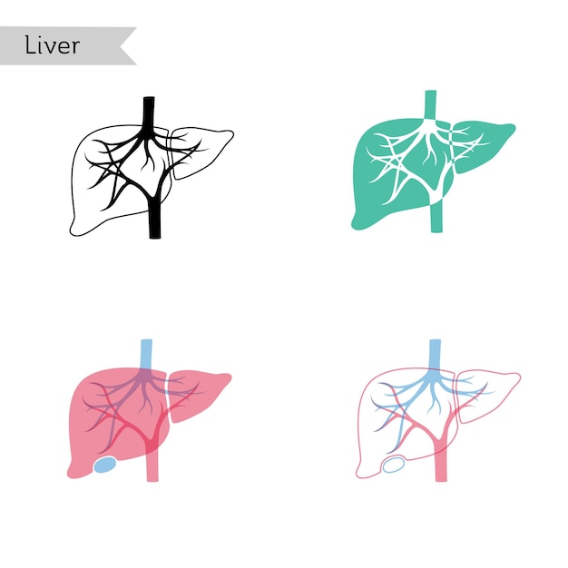 Vector isolated illustration of liver