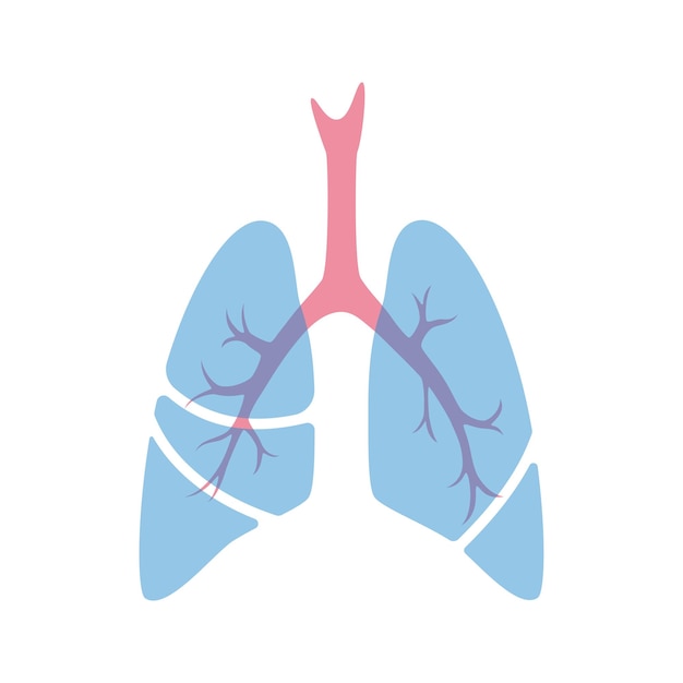 Vector isolated illustration of lung