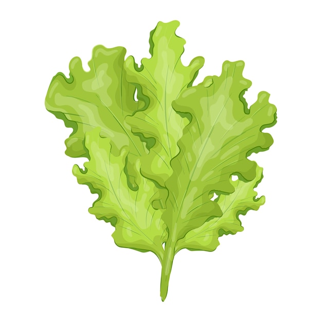 Vector isolated illustration of natural lettuce leaf Fresh wholesome and healthy food from the farm or garden