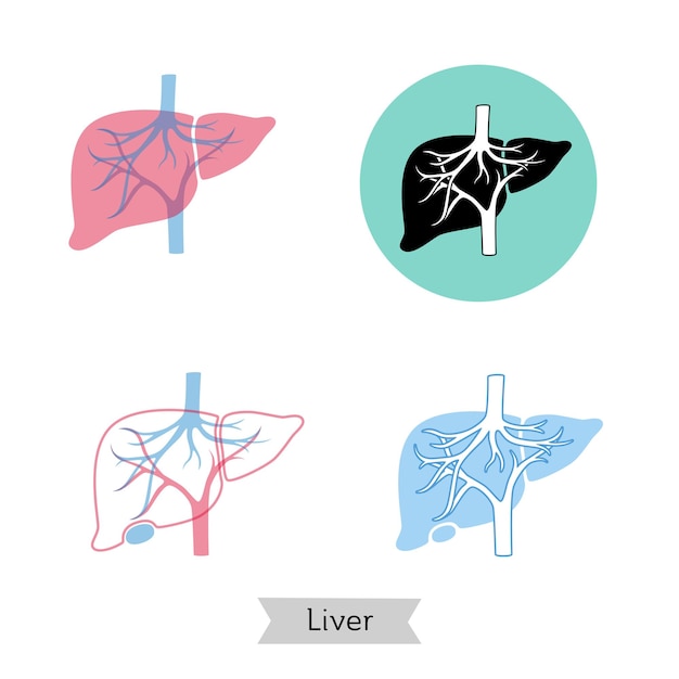 肝臓のベクトル分離イラスト
