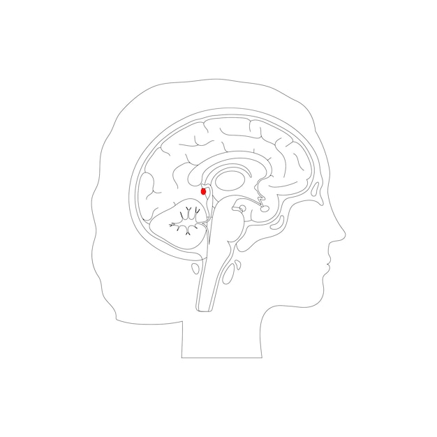 Векторная изолированная иллюстрация шишковидной железы