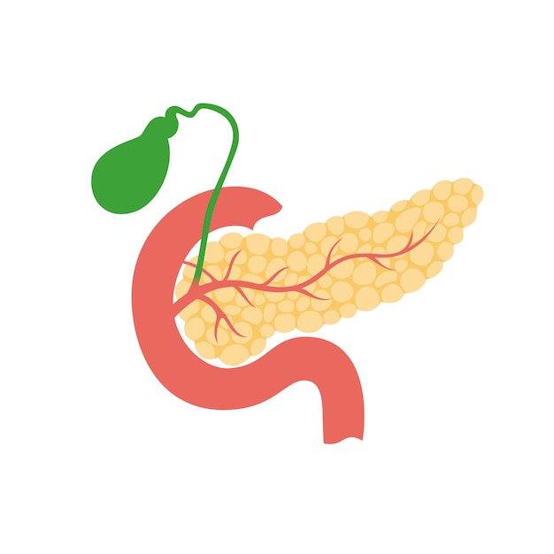 Vector isolated illustration of pancreas, duodenum and gallbladder anatomy. Human digestive system