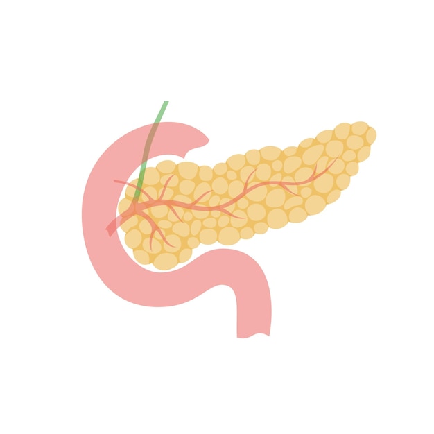 Vector isolated illustration of pancreas