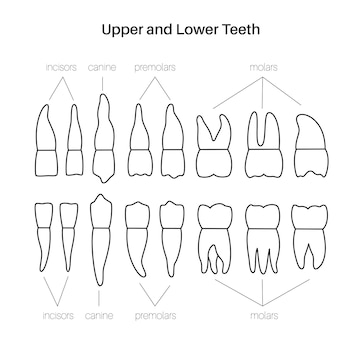 Premium Vector | Vector isolated illustration of permanent human teeth ...