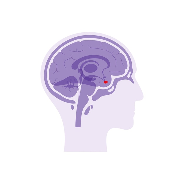 Vector isolated illustration of Pituitary gland