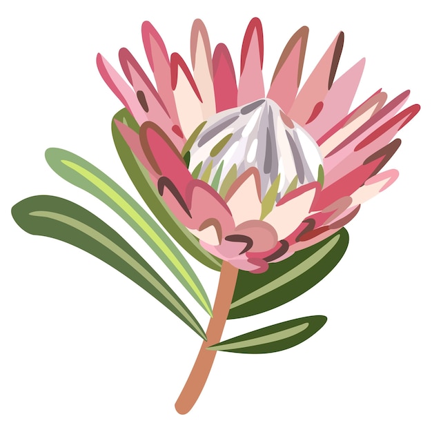 Vector isolated illustration of protea with leaves. Bright floral drawing.