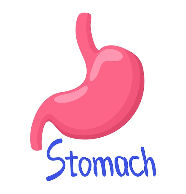 Vector vector isolated illustration of stomach with lettering