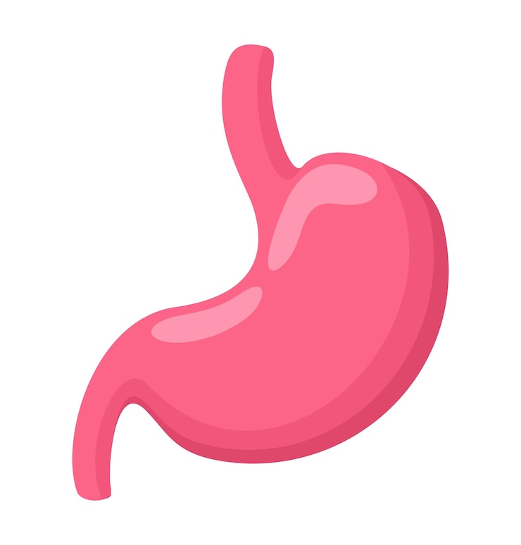 Vector 胃のベクトル分離イラスト