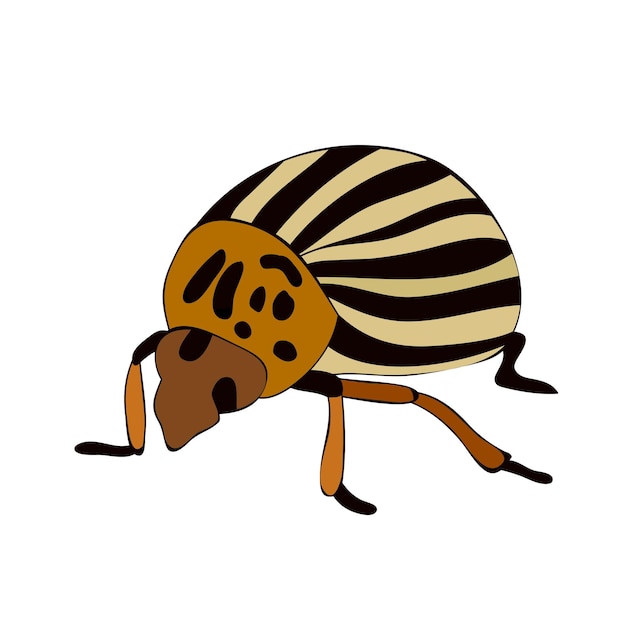 Vector isolated insect beetle