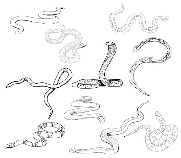 Vector vector isolated set of snakes sketch